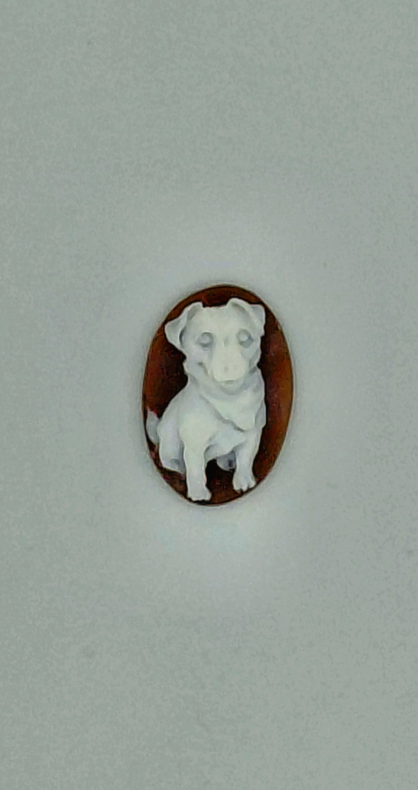 CAMMEO " JACK RASSELL TERRIER CON SCIARPA " CONCHIGLIA SARDONICA