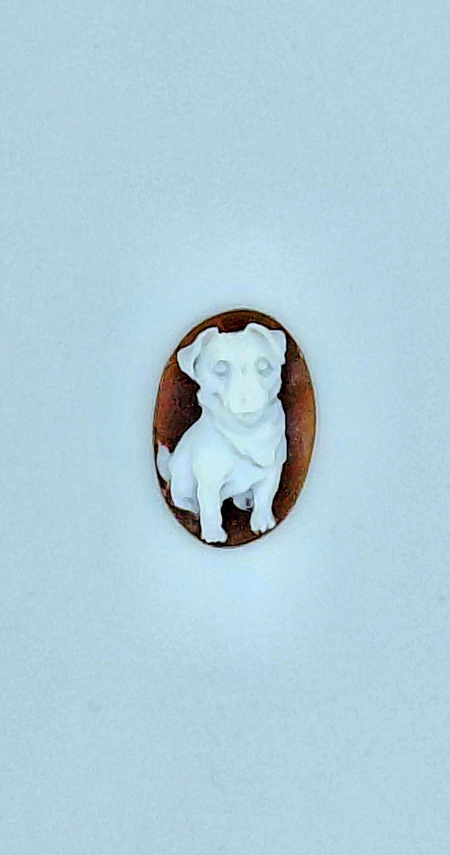 CAMMEO " JACK RASSELL TERRIER CON SCIARPA " CONCHIGLIA SARDONICA