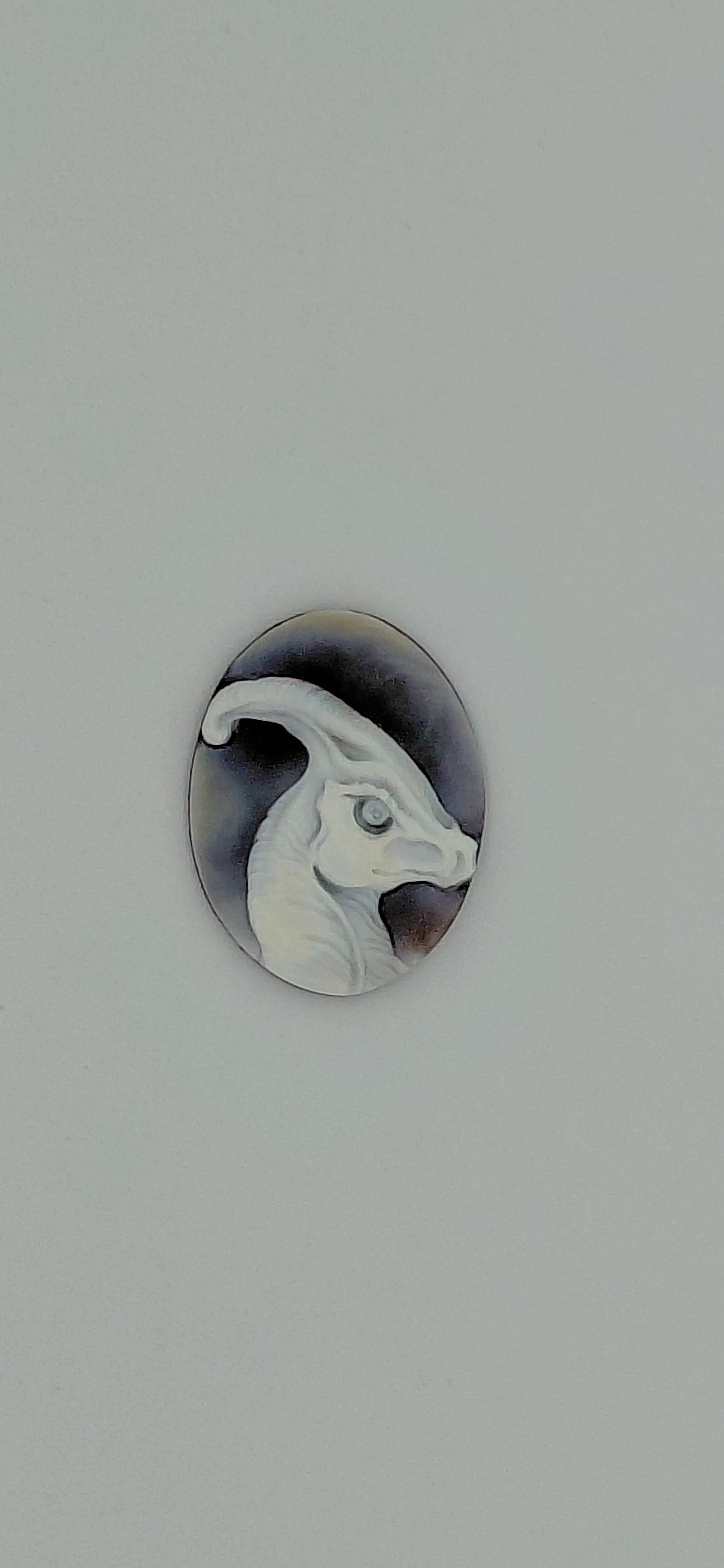 CAMMEO " DINOSAURO PARASAUROLOPHUS "CONCHIGLIA SARDONICA OVALE