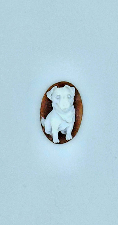 CAMMEO " JACK RASSELL TERRIER  CON SCIARPA " CONCHIGLIA SARDONICA