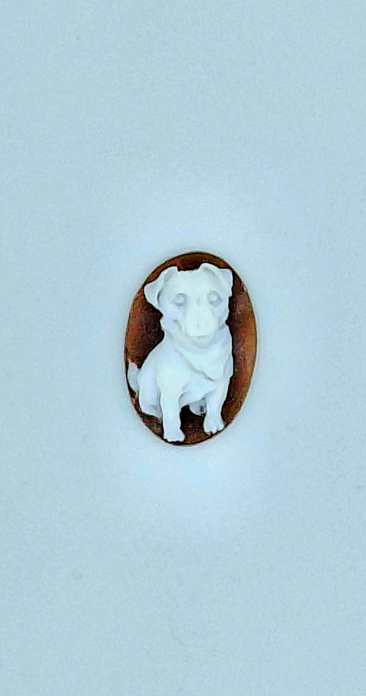 CAMMEO " JACK RASSELL TERRIER  CON SCIARPA " CONCHIGLIA SARDONICA