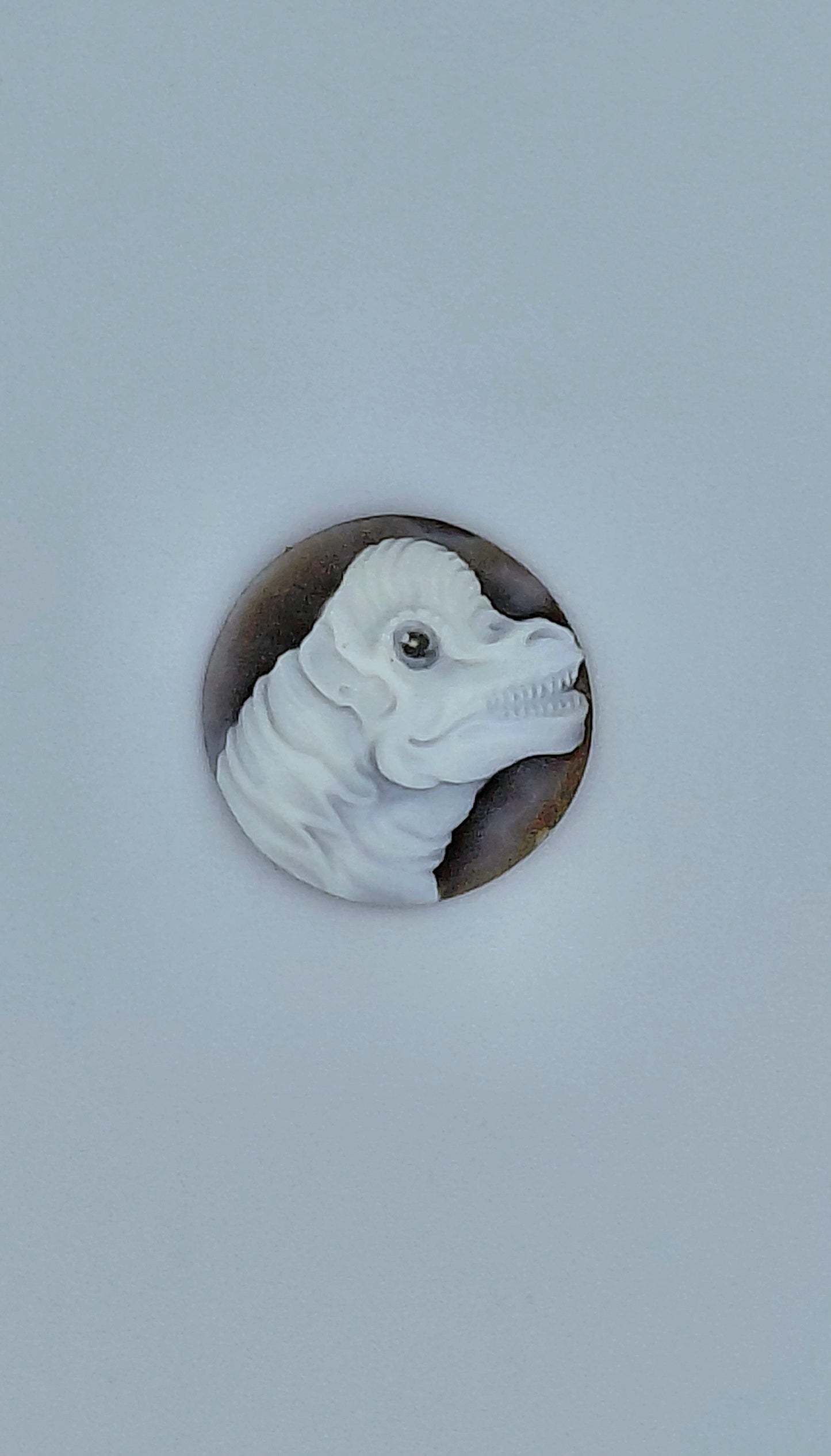 CAMMEO "DINOSAURO BRANCHIOSAURO " CONCHIGLIA SARDONICA rotonda